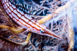 Longnose hawkfish, Owase, Mie, Japan, Depth15m
 by Noriyuki Otani 